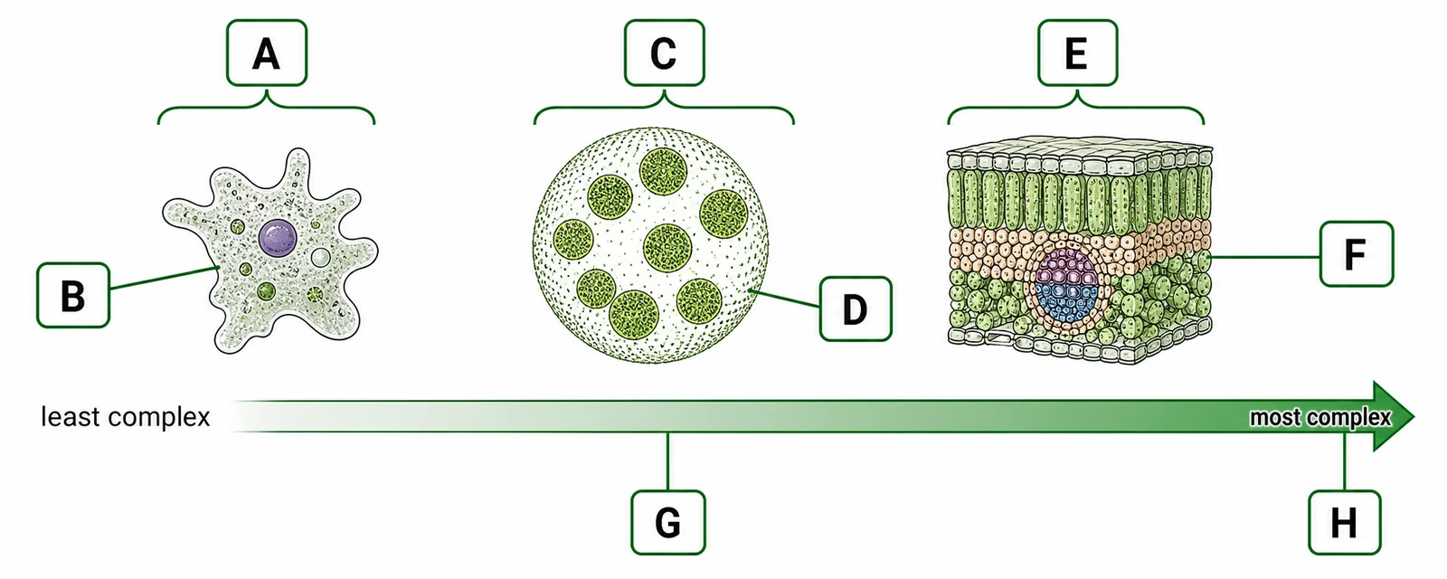 Label the cellular organisation spectrum