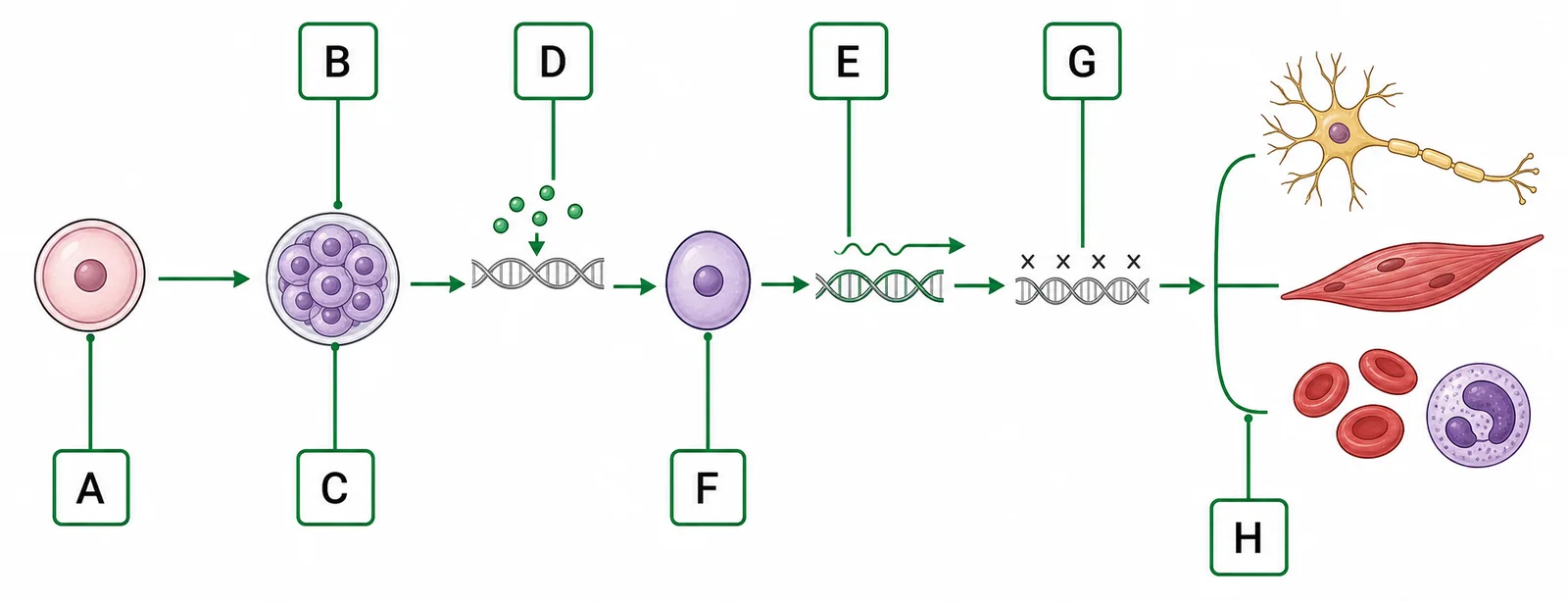 Label the cell differentiation pathway