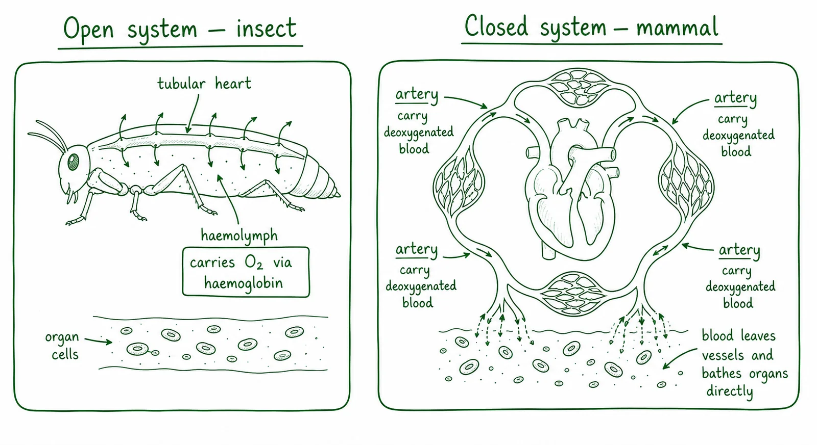 Diagram critique, what's wrong with this student's diagram?