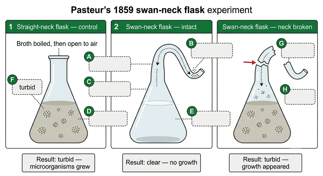 Pasteur's 1859 swan-neck flask experiment