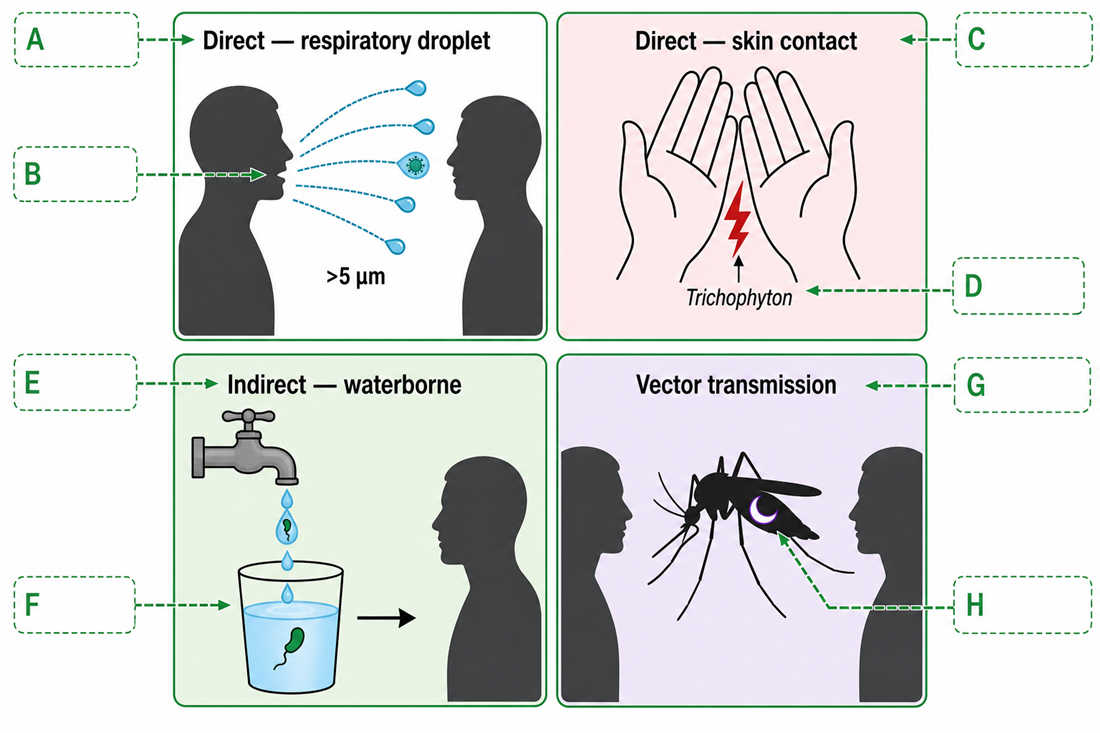 Disease transmission pathways — four scenarios