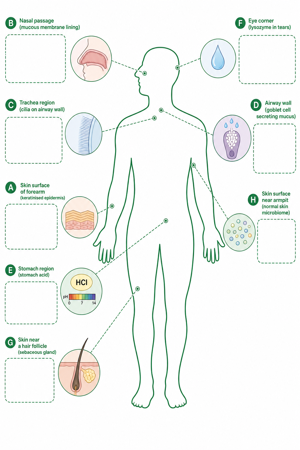 Physical defence sites on the human body
