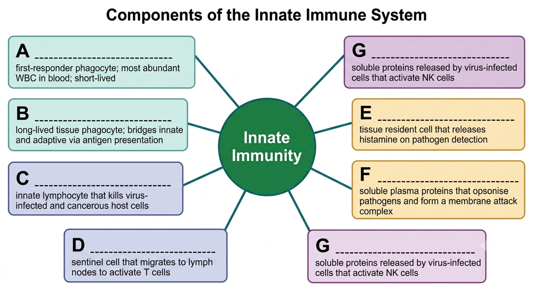 Components of the innate immune system