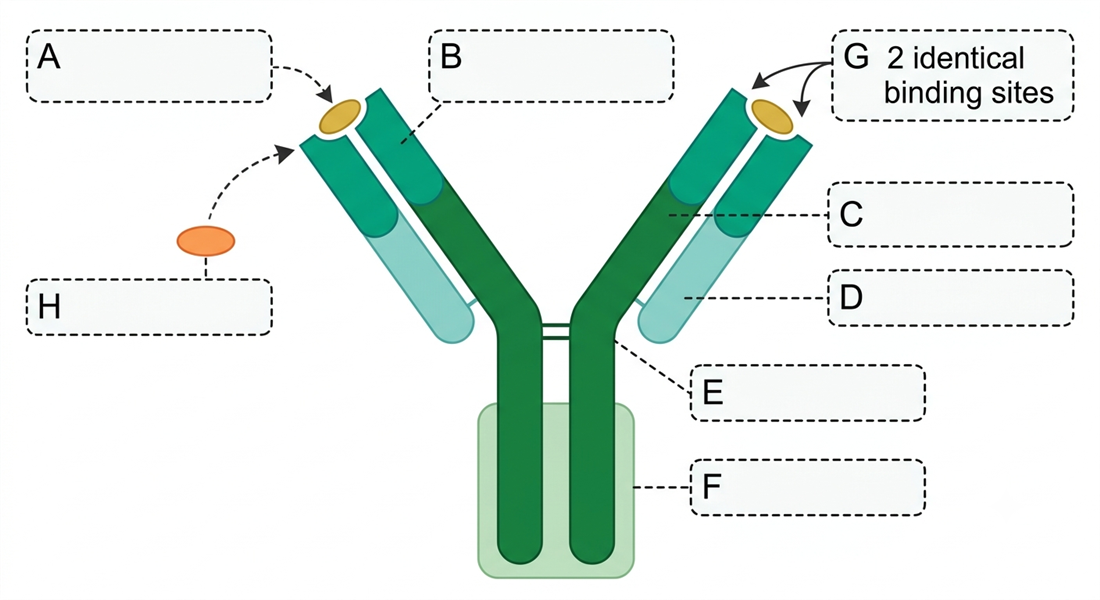 IgG antibody structure diagram