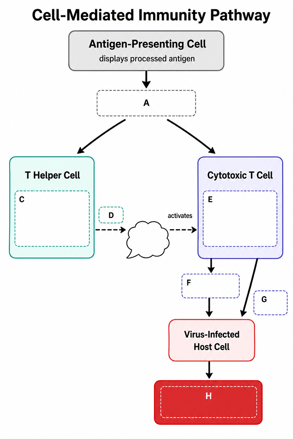 Cell-mediated immunity pathway