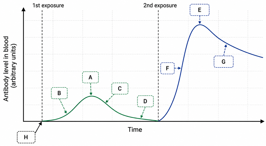 Primary and secondary antibody response graph