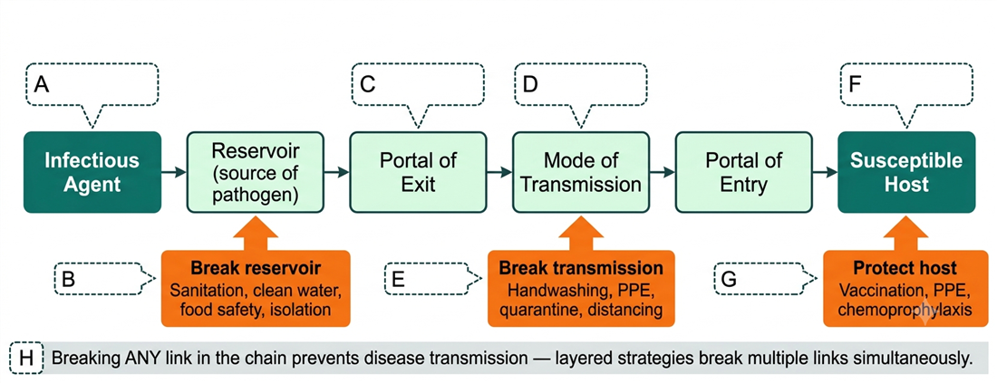 Chain of infection with intervention points