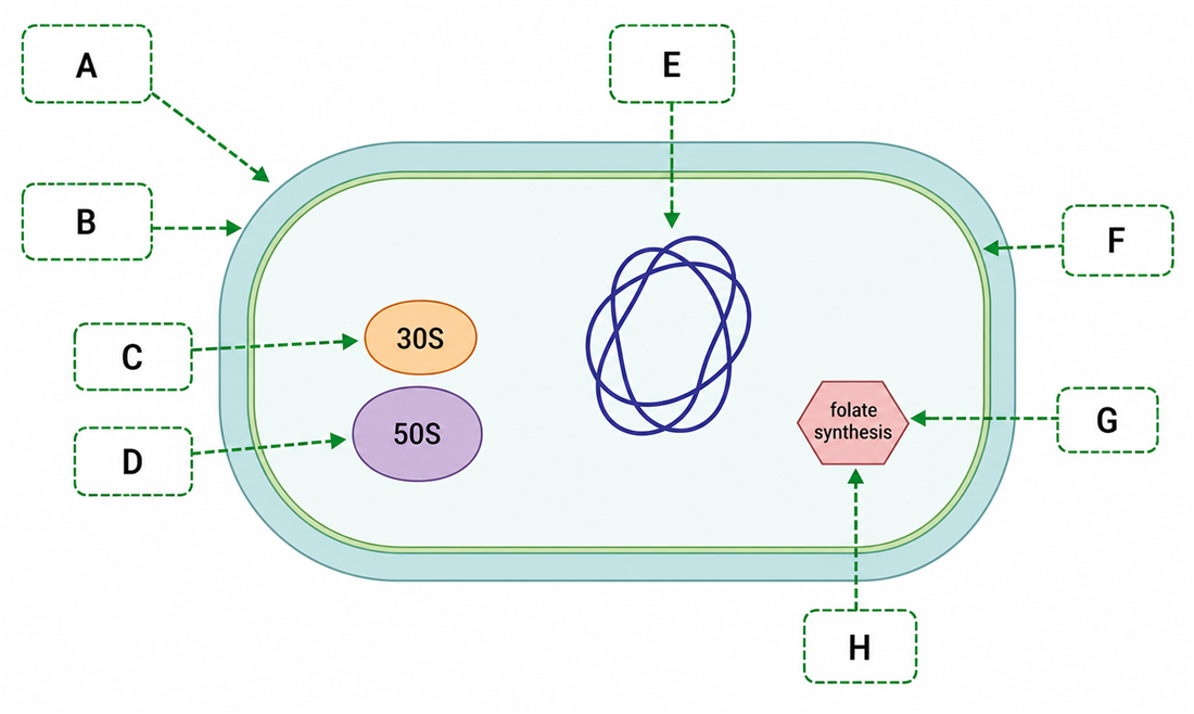 Bacterial cell antibiotic target sites