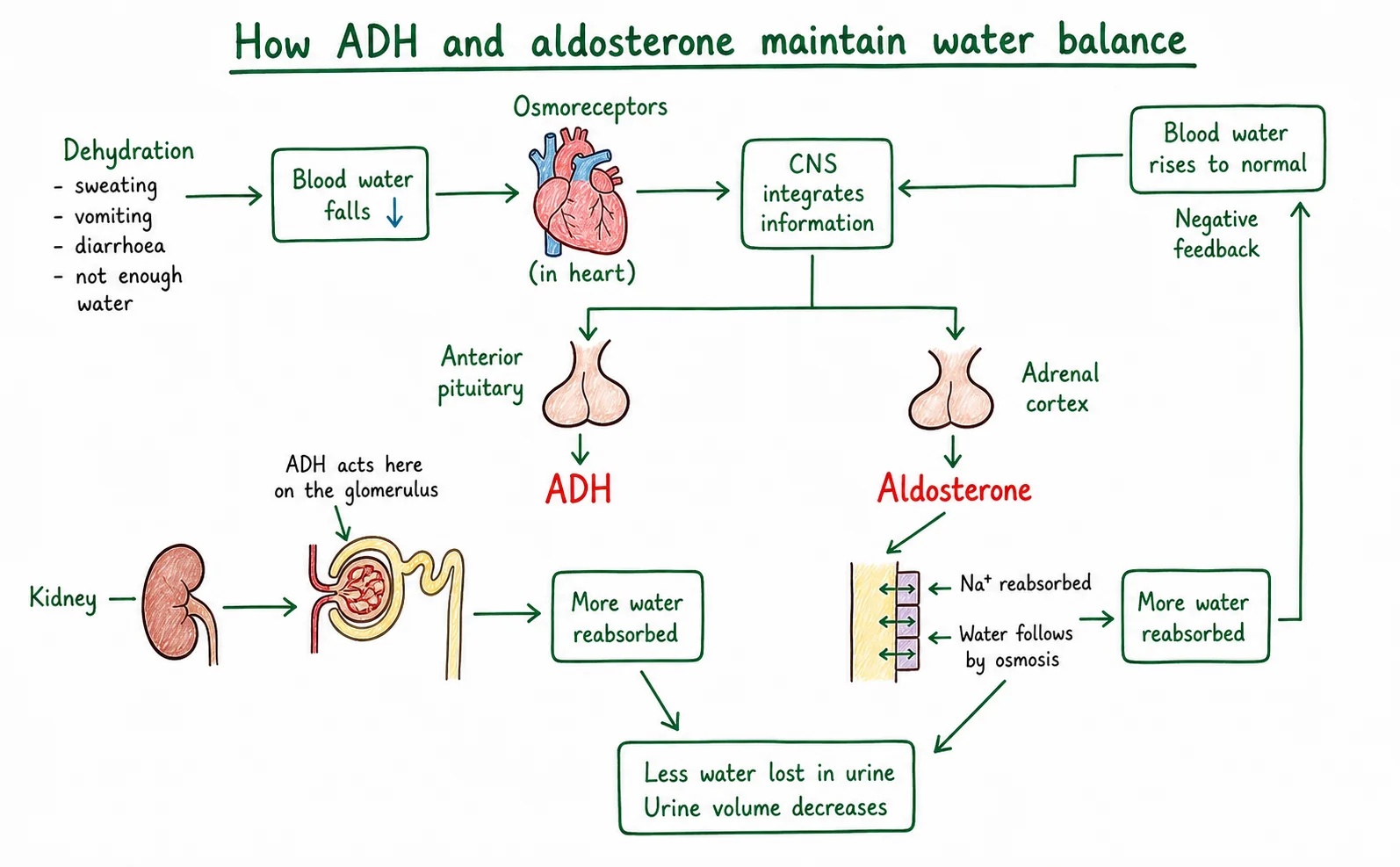 Diagram critique, spot the three biological errors