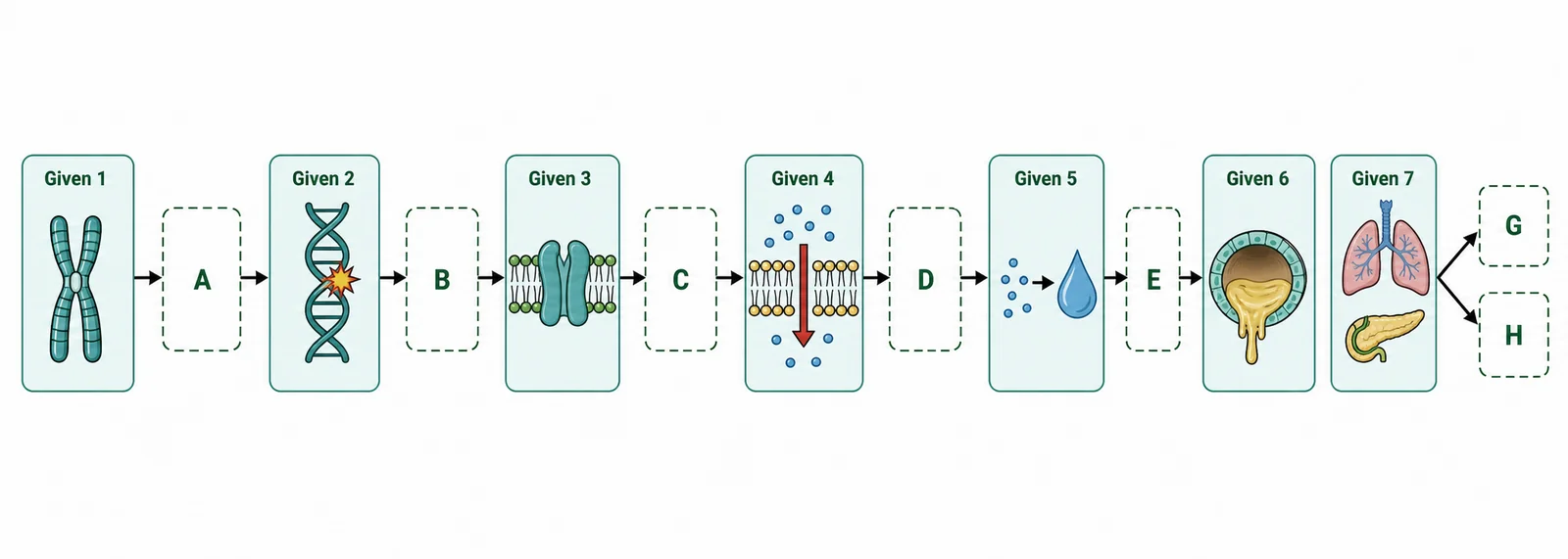 Label the gene–protein–disease pathway for cystic fibrosis