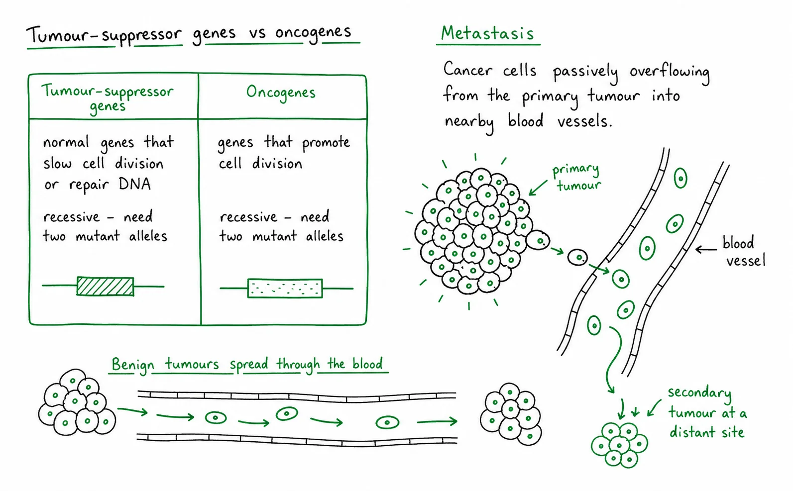 Diagram critique, what’s wrong with this student’s cancer diagram?
