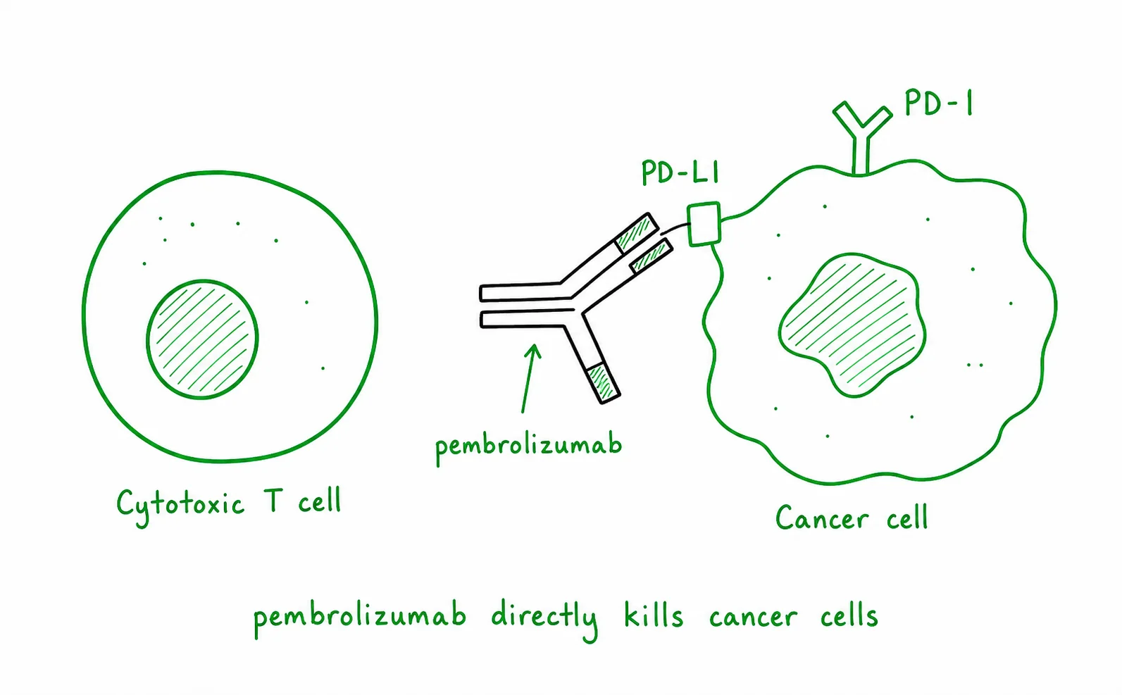 Diagram critique, errors in a student's explanation of immune checkpoint inhibitors
