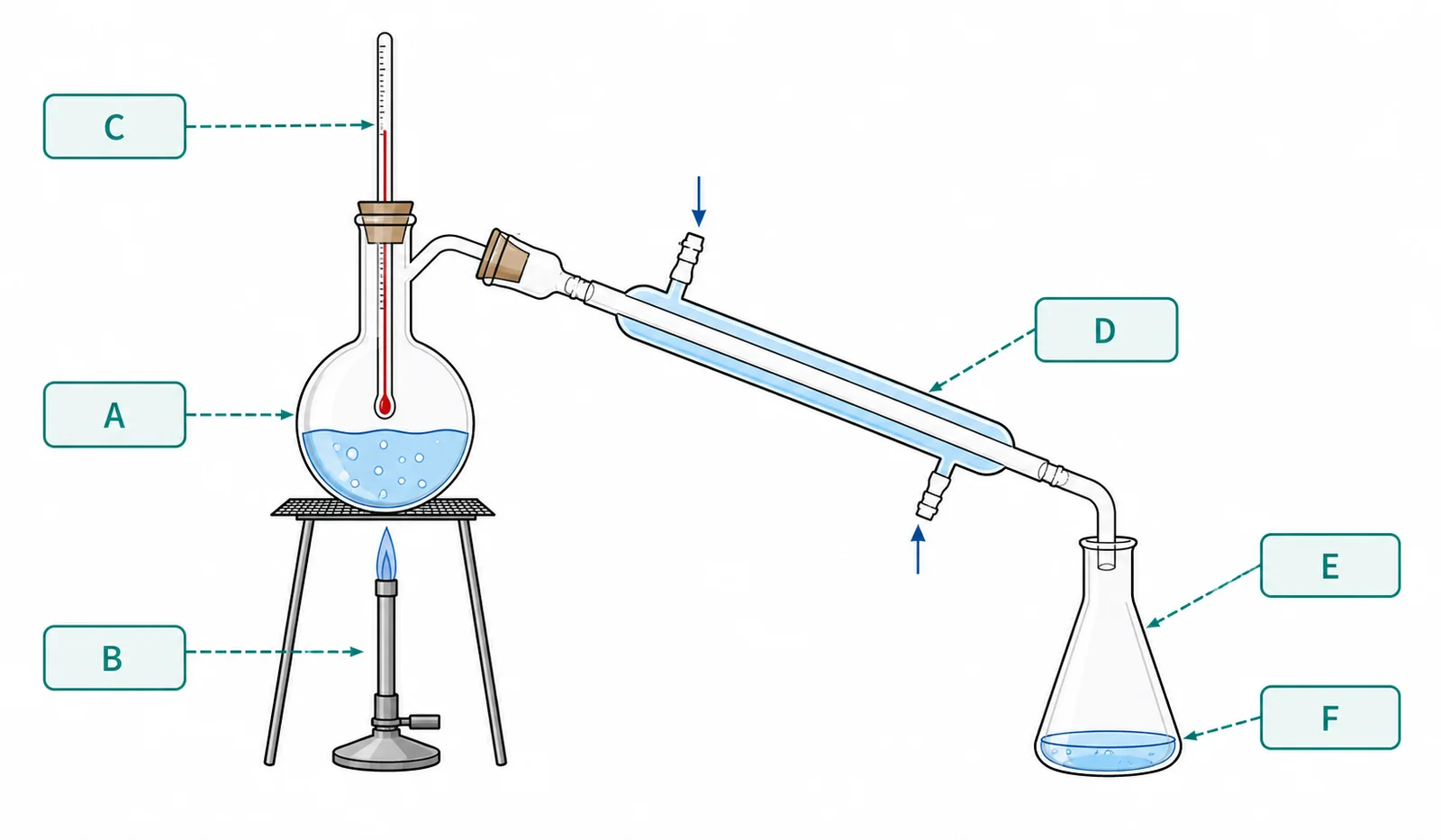 Diagram critique — what’s wrong with this student’s chromatography diagram?