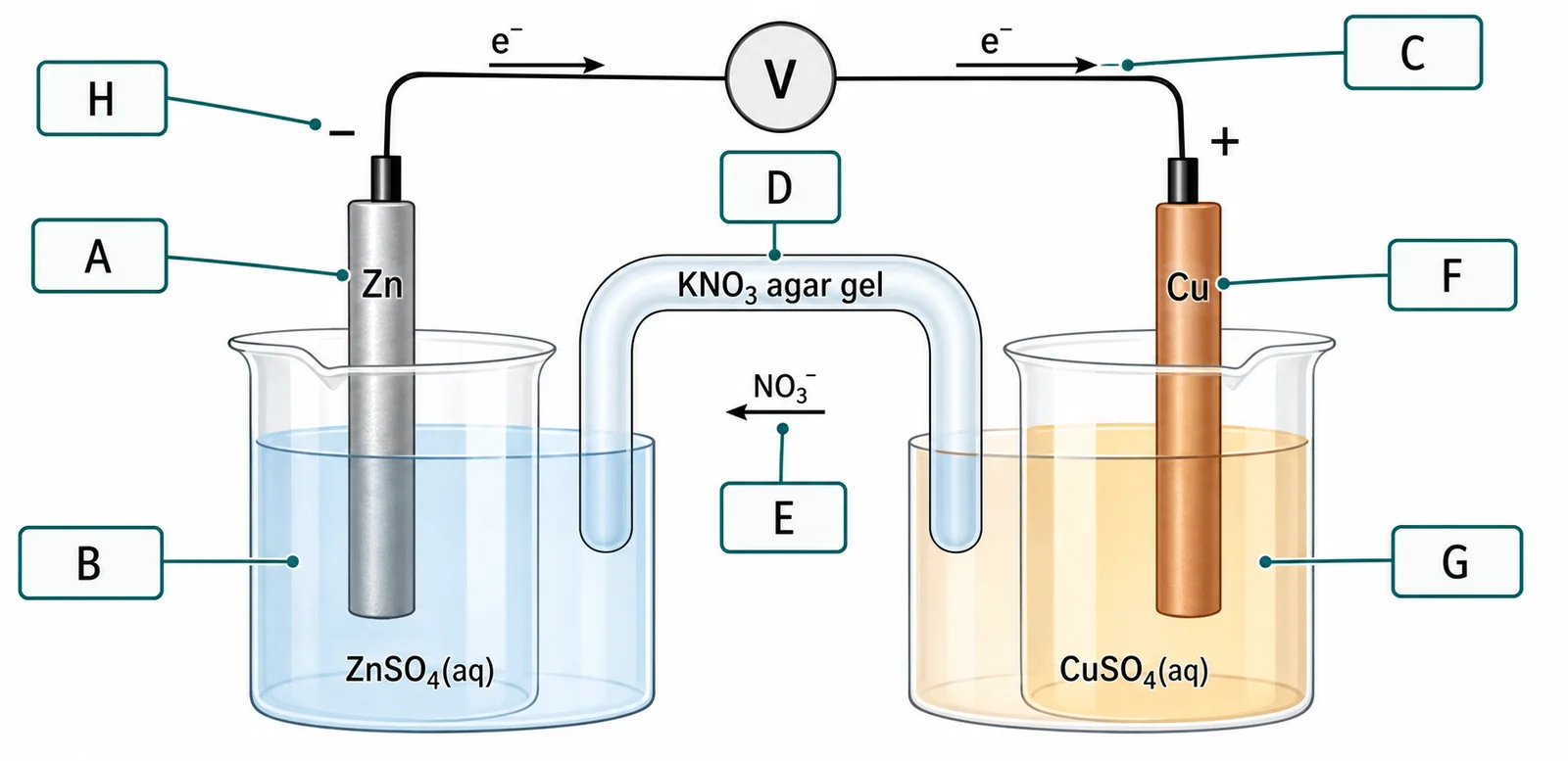 Label the Daniell cell diagram
