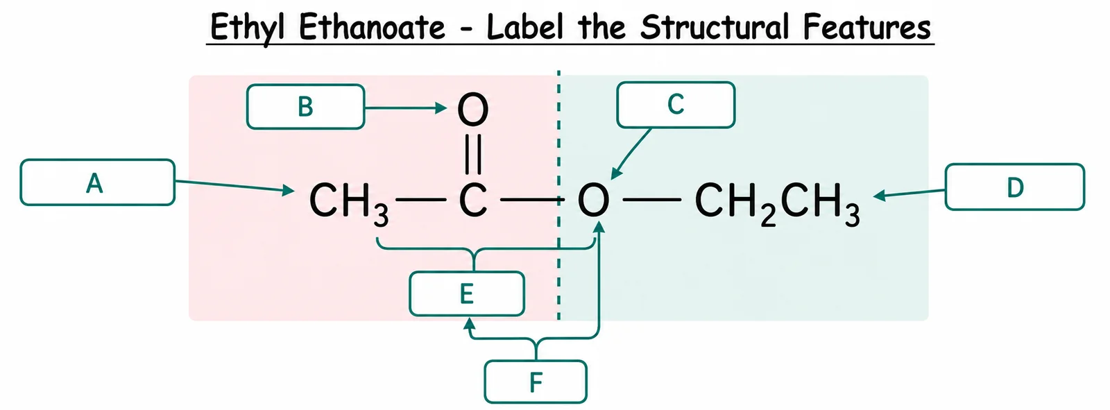 Label the ester structural diagram