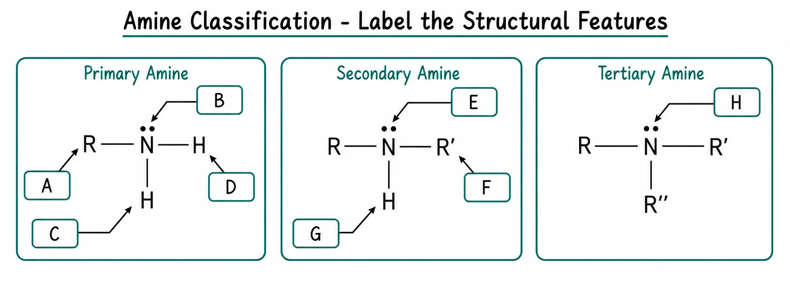 Label the amine classification diagram