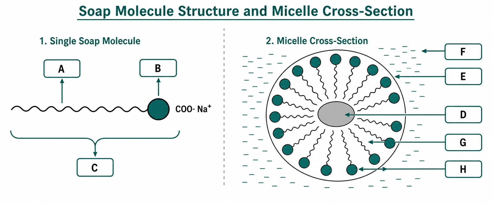 Label the soap molecule and micelle diagram