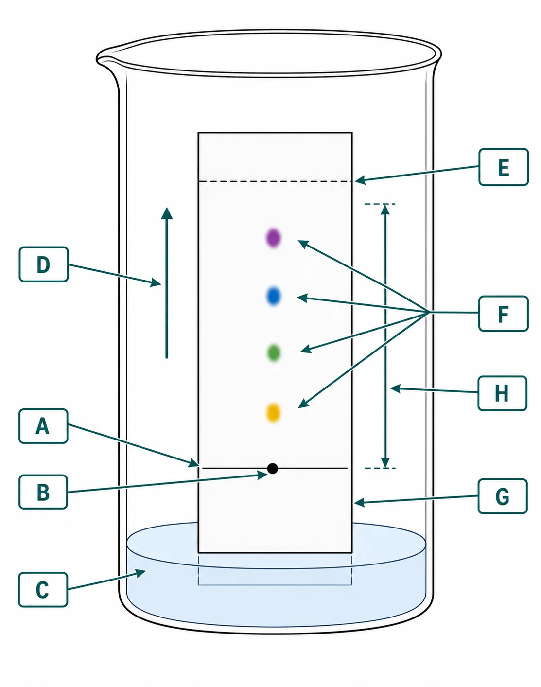Label the TLC plate diagram