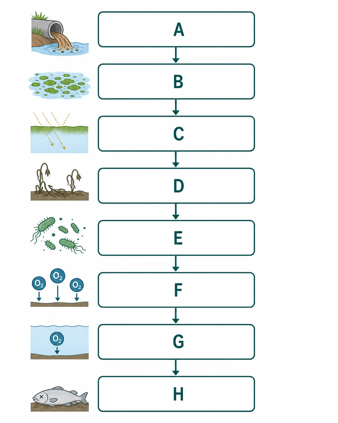 Label the eutrophication sequence diagram