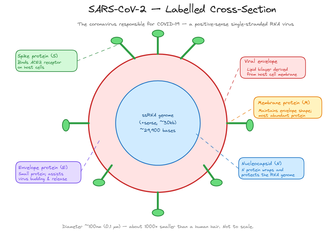 SARS-CoV-2 Labelled Structure