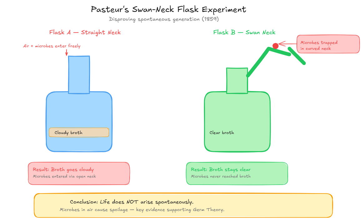 Pasteur's Swan-Neck Flask Experiment