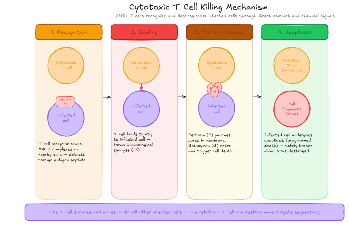 Cytotoxic T Cell Killing Mechanism