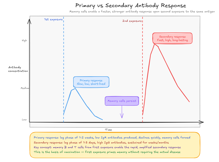 Primary vs Secondary Antibody Response Graph