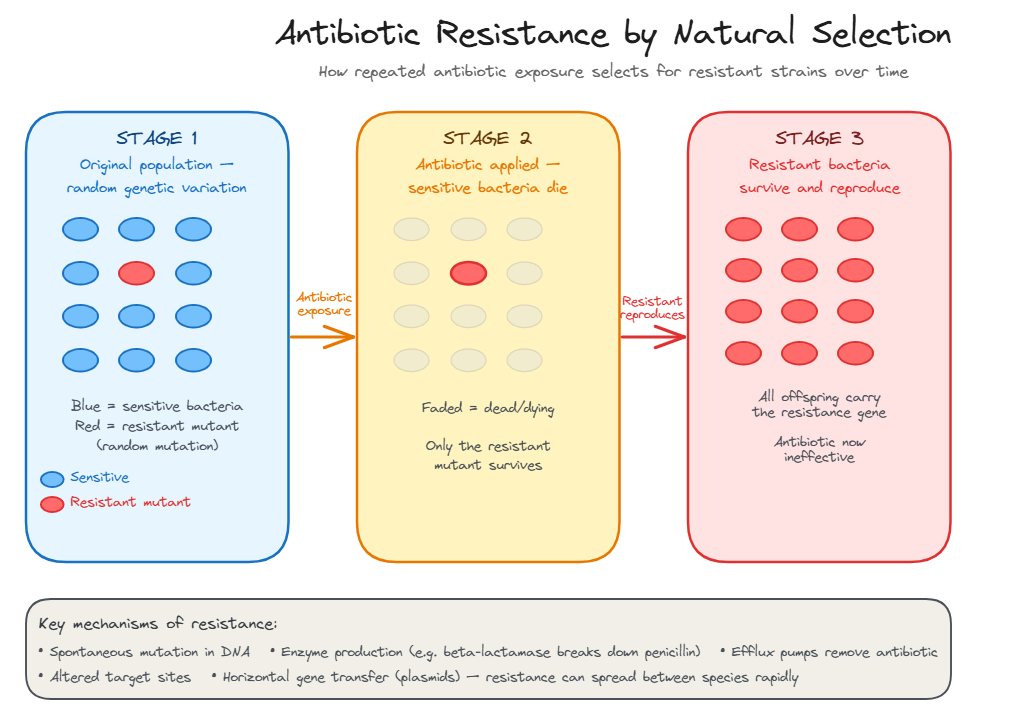 Antibiotic Resistance by Natural Selection