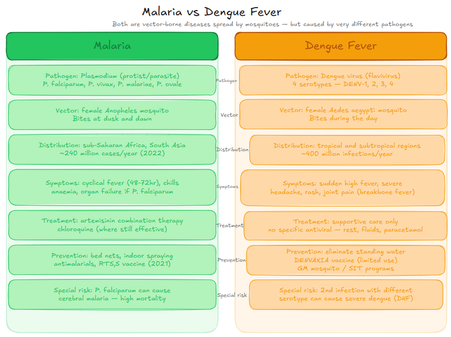 Malaria vs Dengue Comparison